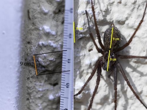 Eratigena sp.